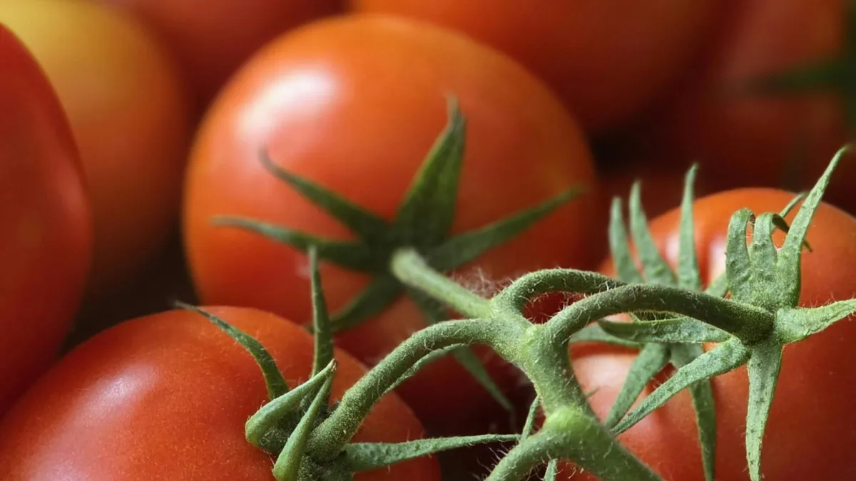 Egyszerű és ingyenes trükk, hogy kerek, gyönyörű paradicsomot termessz
