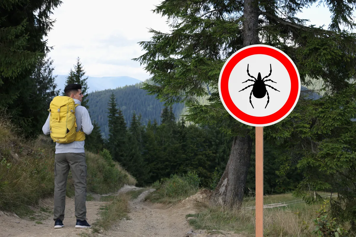 Kullancsveszély Tourist,With,Backpack,Walking,By,Tick,Warning,Sign,In,Forest