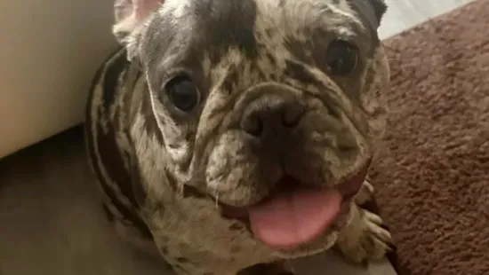 Már biztonságban van Donna, akit a gazdája rendszeresen bántalmazott