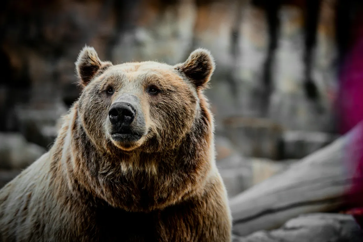 Újabb borsodi faluban bukkant fel egy barnamedve 