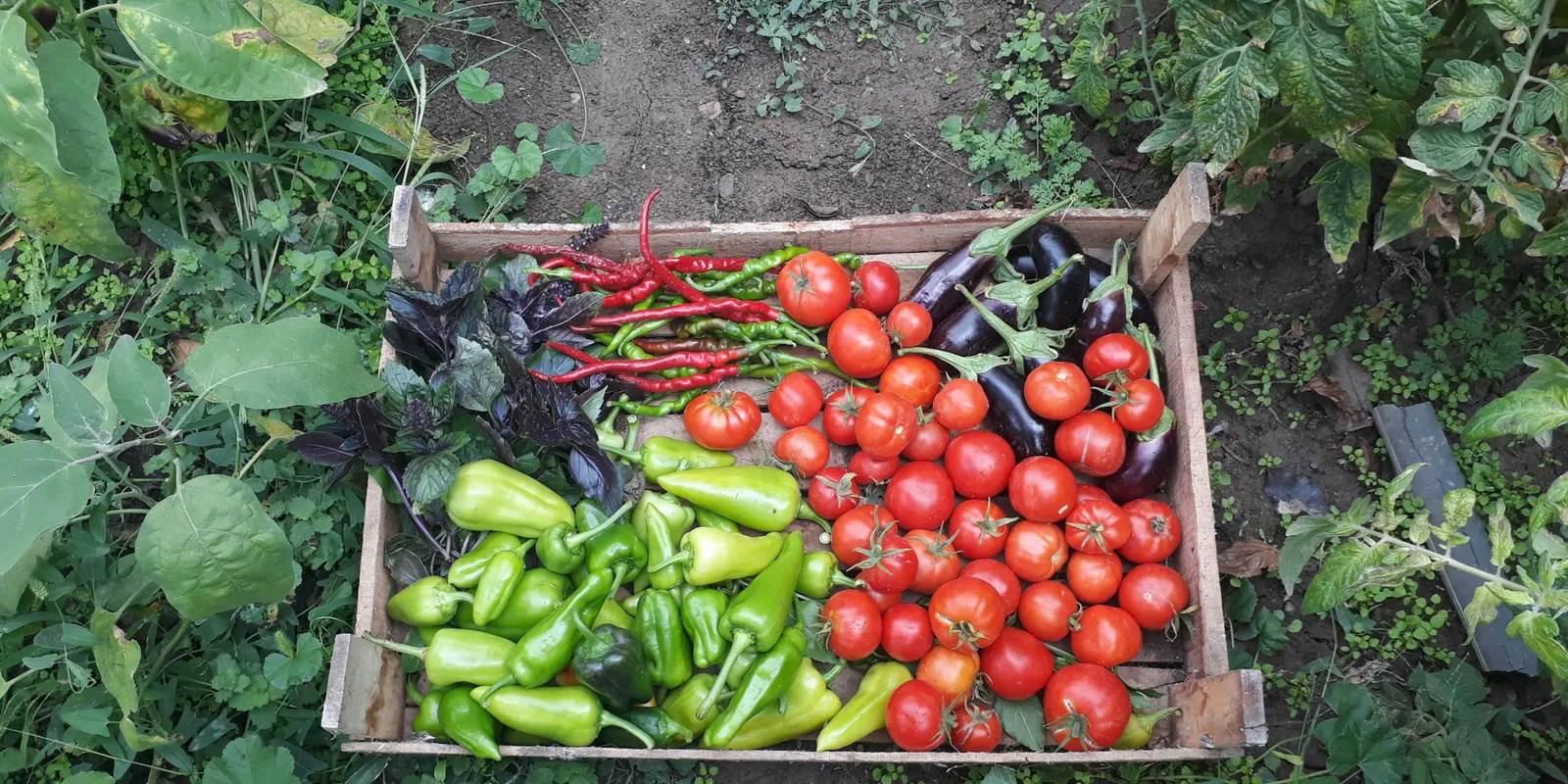 Vilmos napja eldöntöti: bőség, vagy ínség vár ránk!