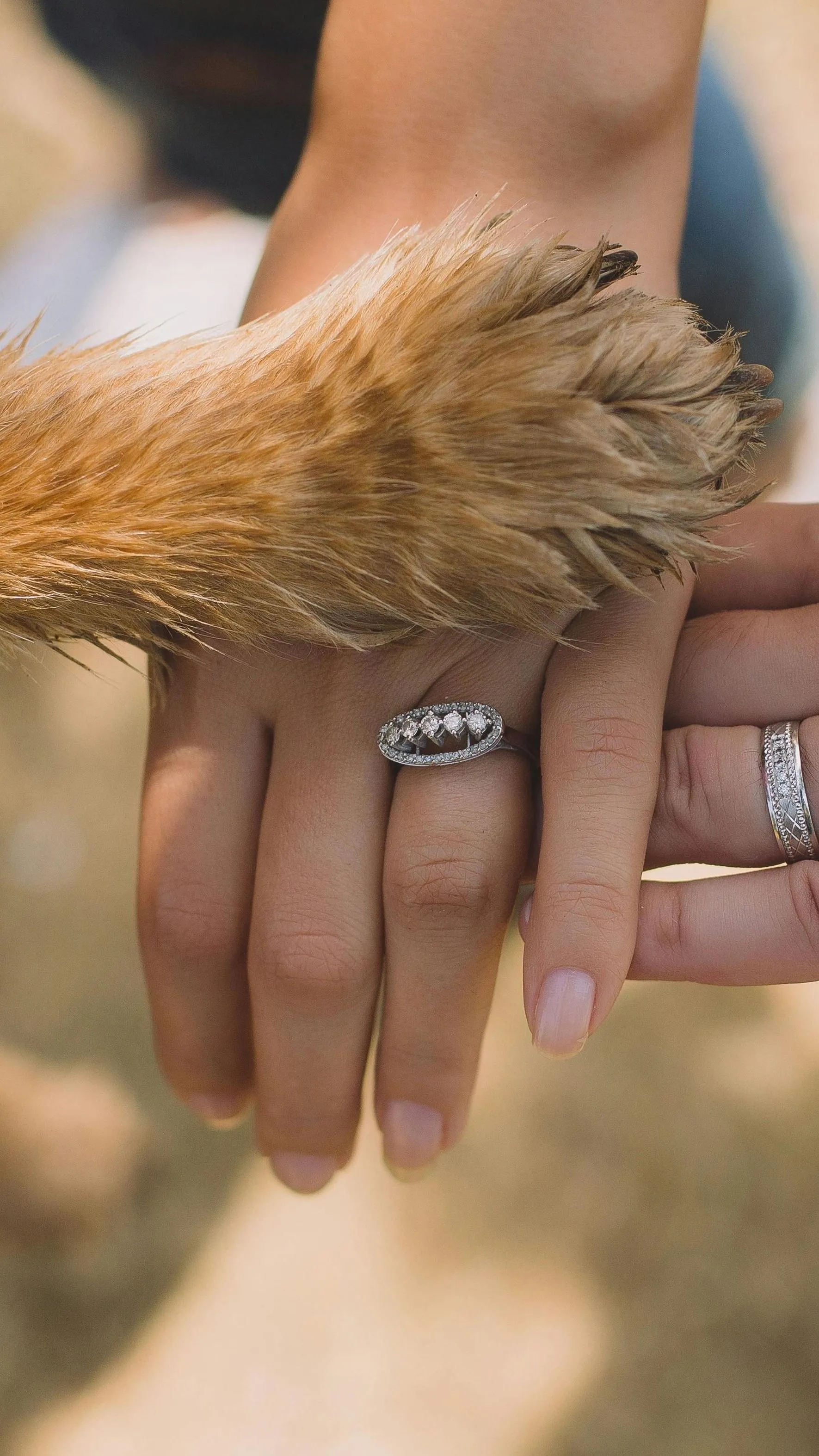 Hős kutya mentett életet Sopronban!