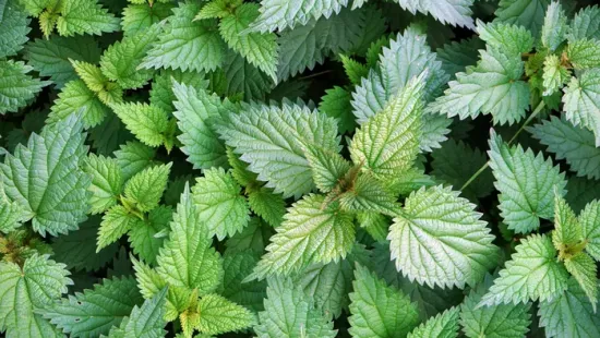 Most terem a gyógyító erejű csalán, mutatjuk, mire tudod felhasználni