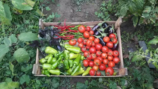 Megdől a baljós jóslat? Vilmos napja eldöntöti: bőség, vagy ínség vár ránk!