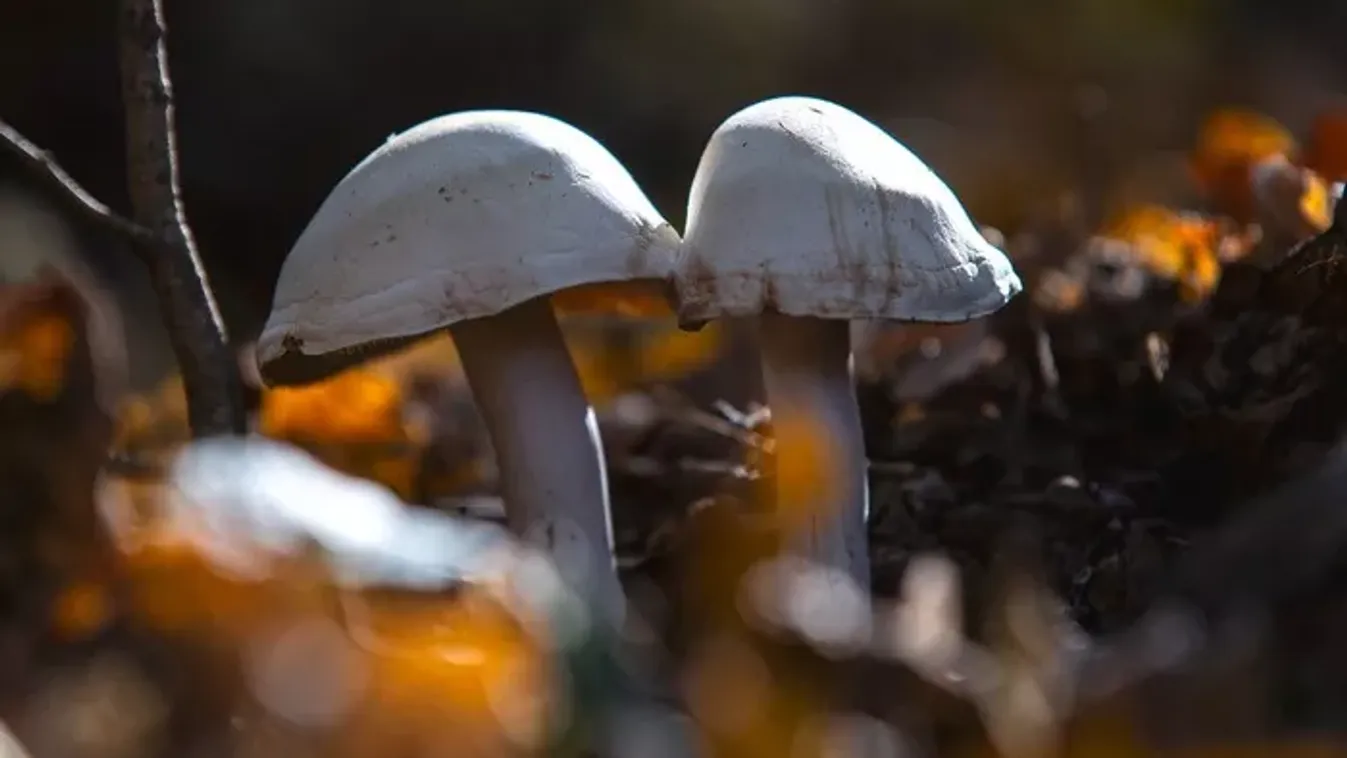 Indul a tavaszi gombaszezon: erre figyelj!