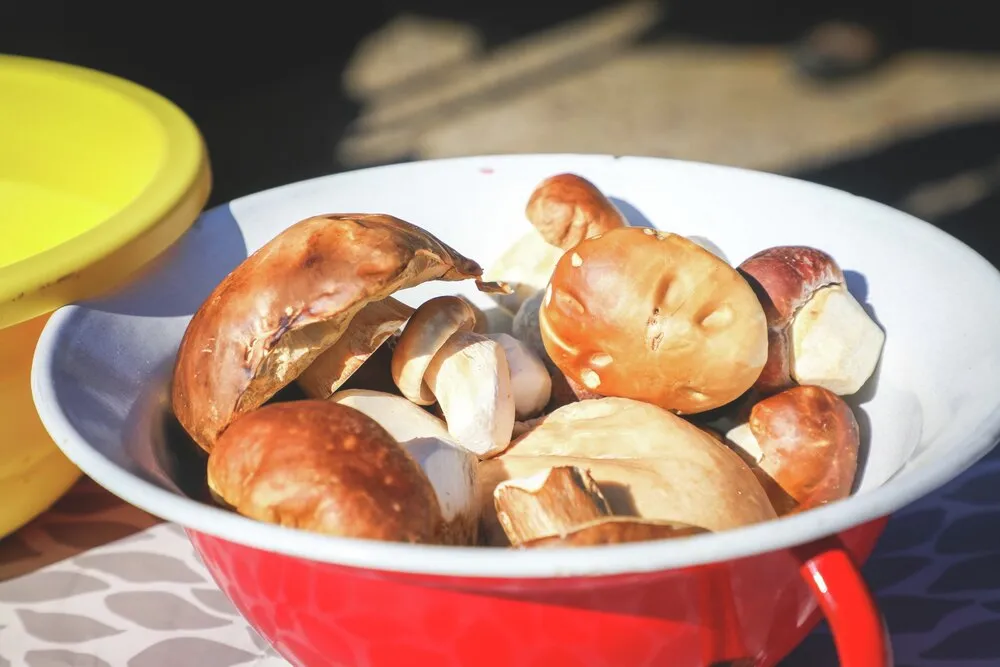 Itt a tavaszi gombaszezon. 