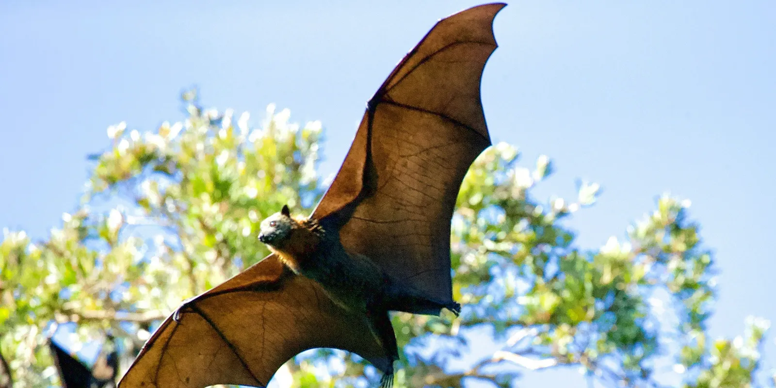Fertőzött denevért találtak az egyik egyetem kampuszán