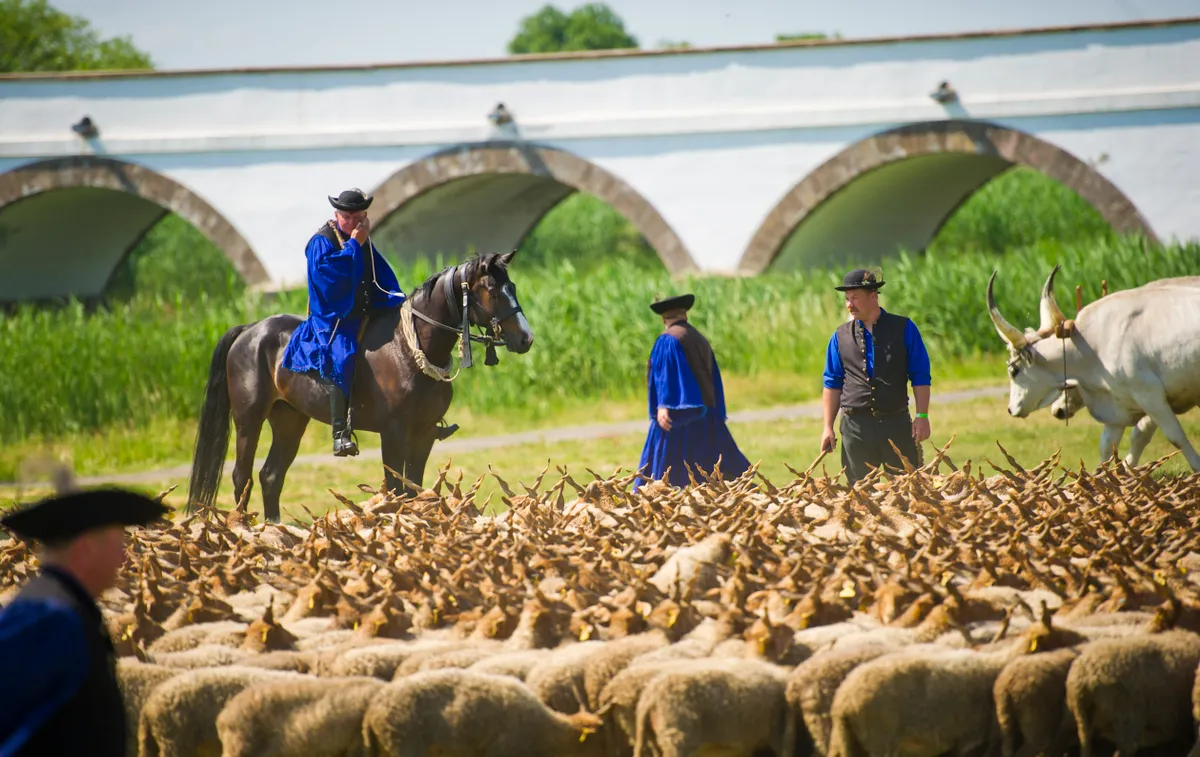 Hortobágy lovas bemutató-04