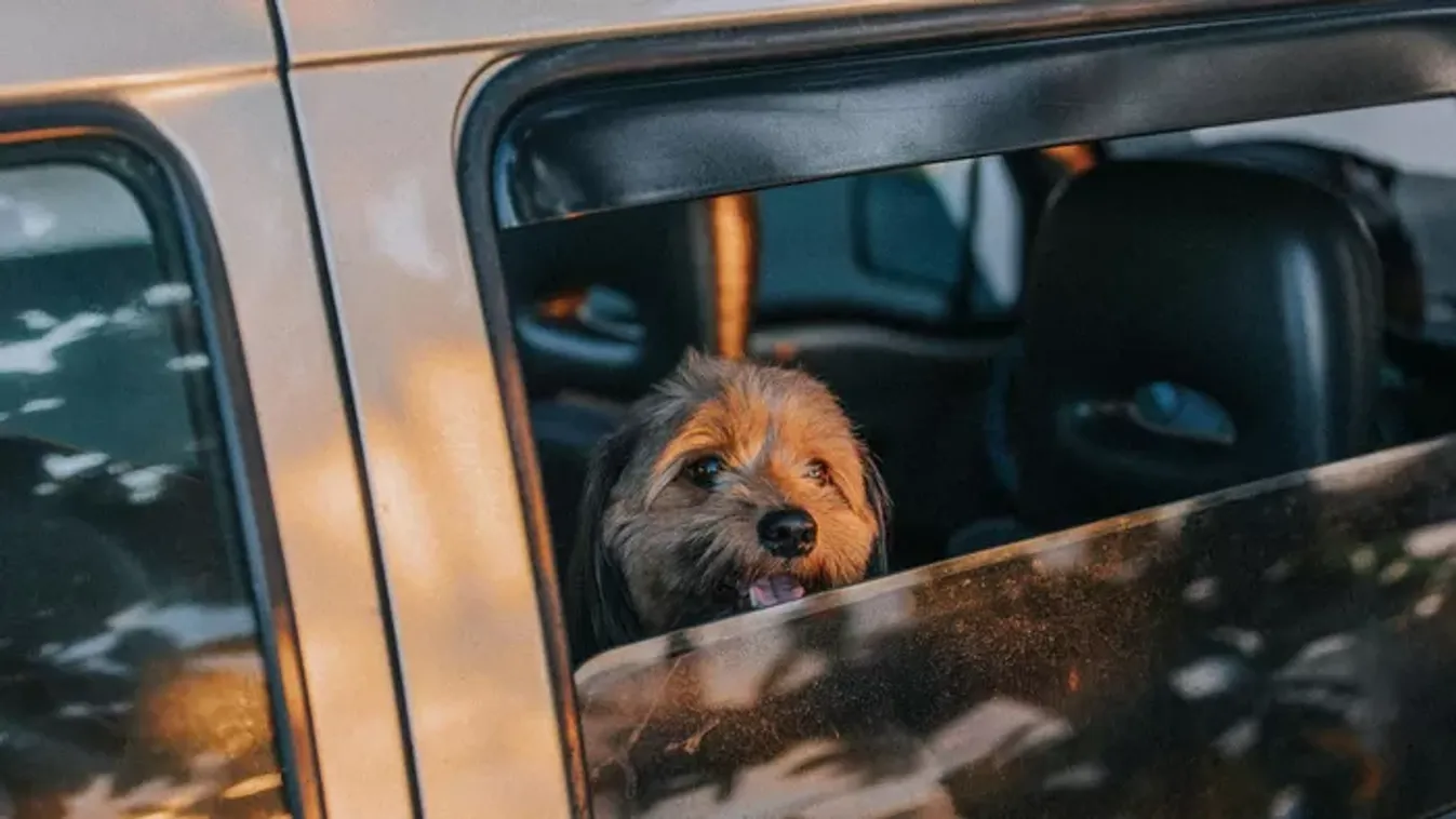 Így lesz a házi kedvenceknek is öröm a vakáció!