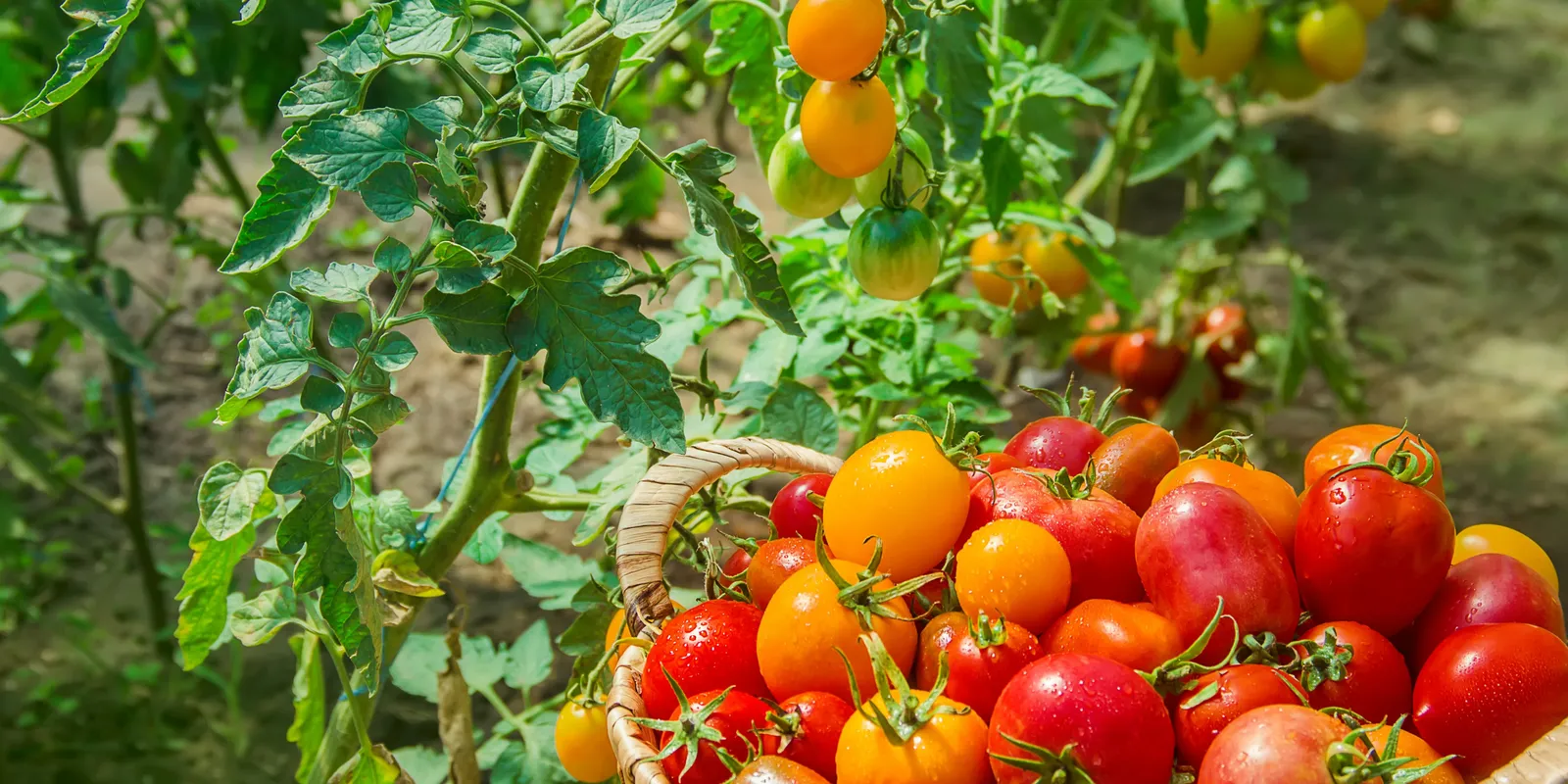 Így hozhat idén dupla termést a paradicsom