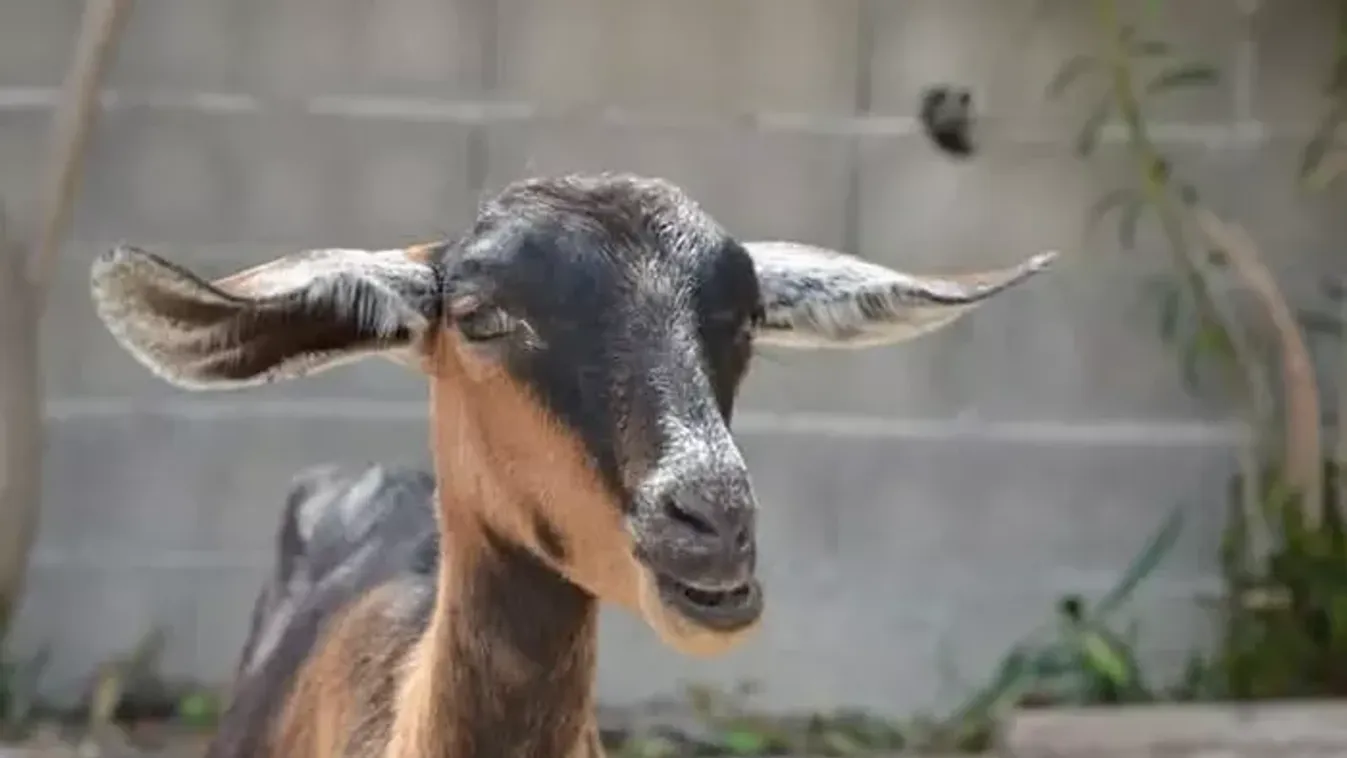 Franciaország: kecskékkel fajtalankodott egy afgán migráns