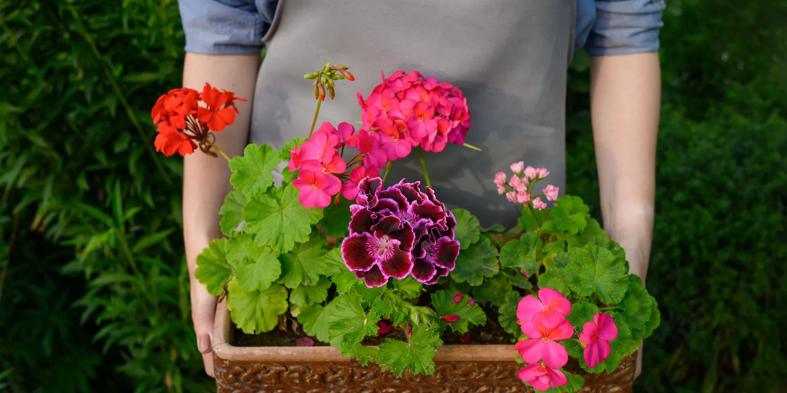 Mikor vidd ki a muskátlit tavasszal a kertbe? Itt a válasz!