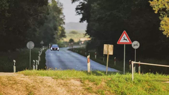 Szarvasok csúsztak-másztak a kocsik előtt Balatonfenyvesen