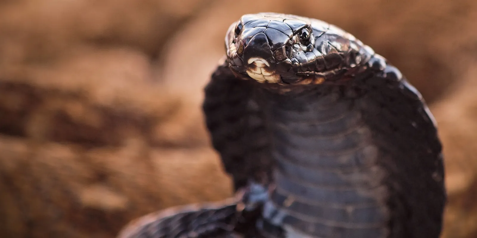 Látványosságnak indult, tragédiává vált a kígyóbűvölés