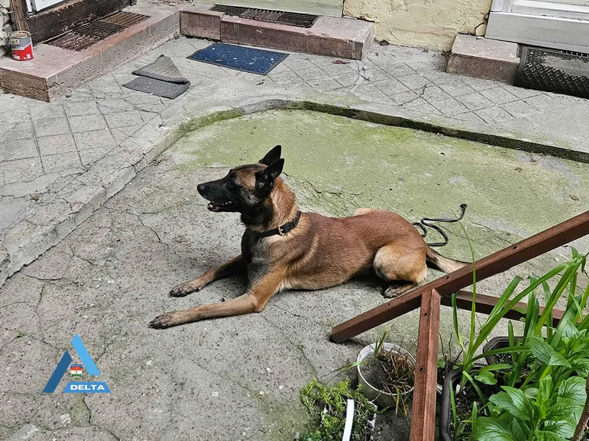 A rendőrök két férfit fogtak el, kilenc vevőt is előállítottak.