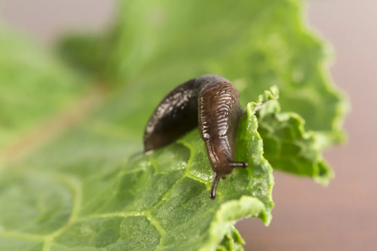 Meztelencsiga Common,Garden,Slug,Slithers,Along,A,Leaf,In,Close,Up