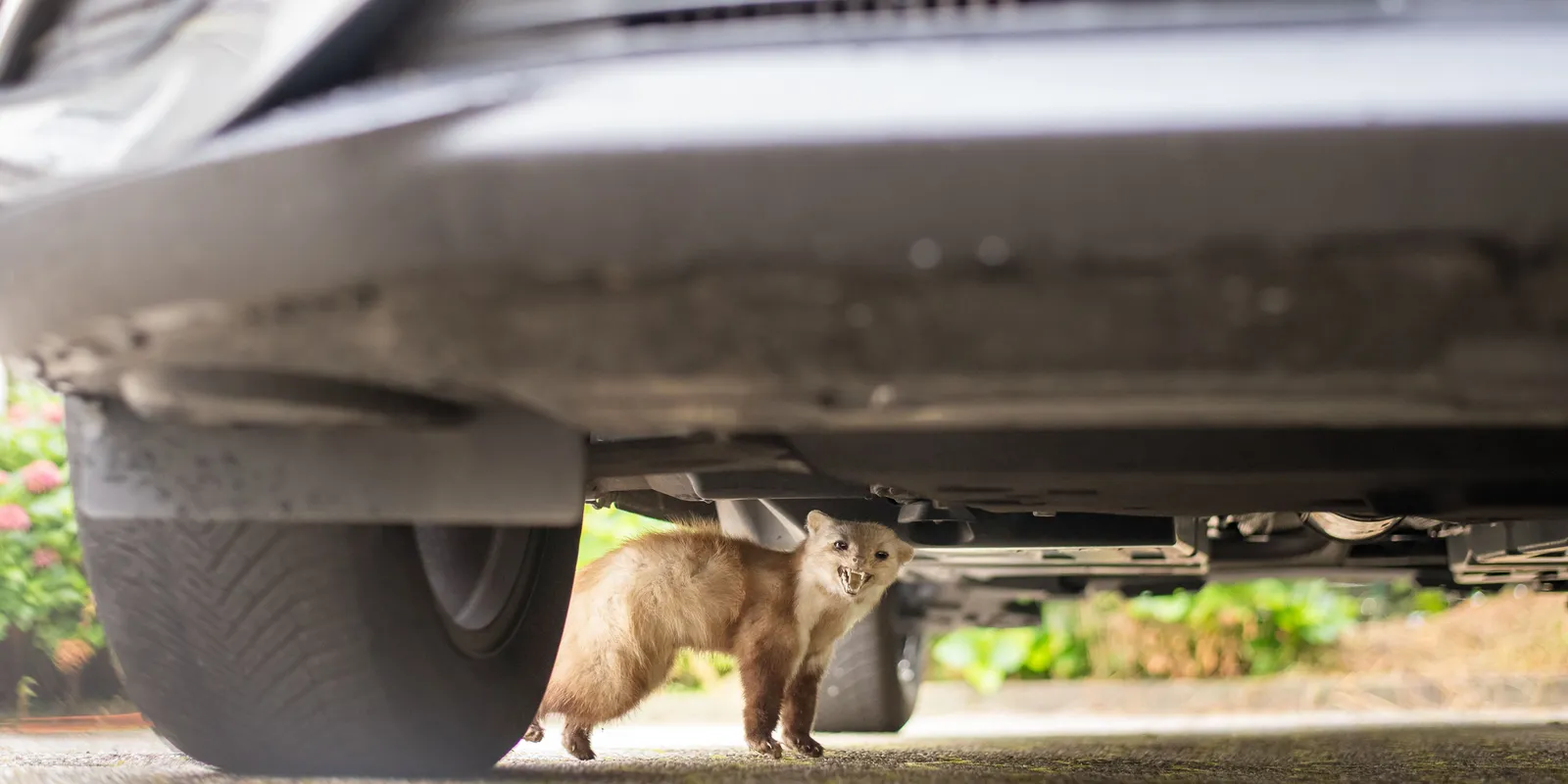 Harapós rágcsálók a motortérben: így lehet védekezni ellenük