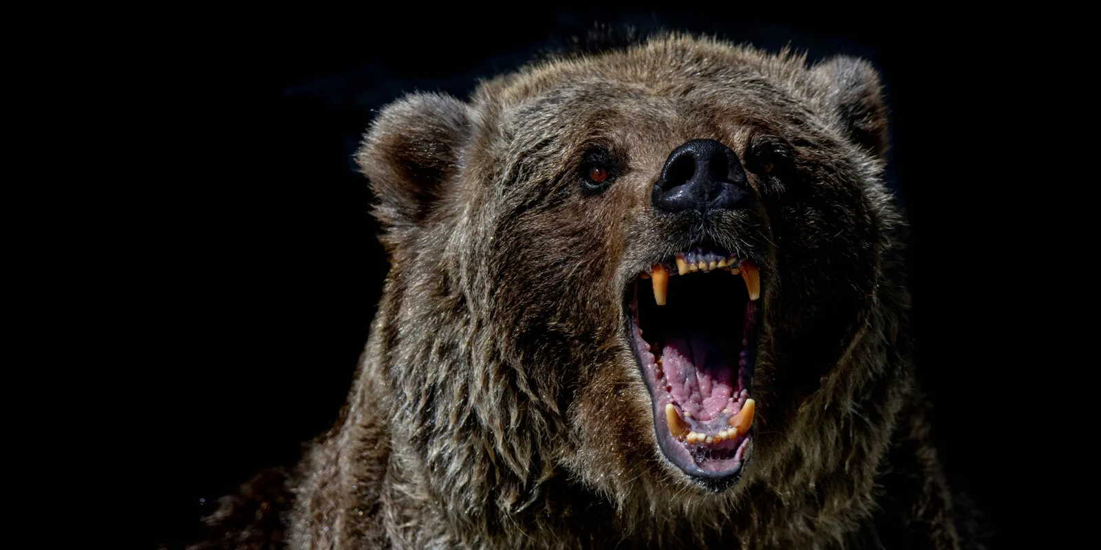 Medvének öltözve csaltak ki pénzt – milliókat tettek zsebre