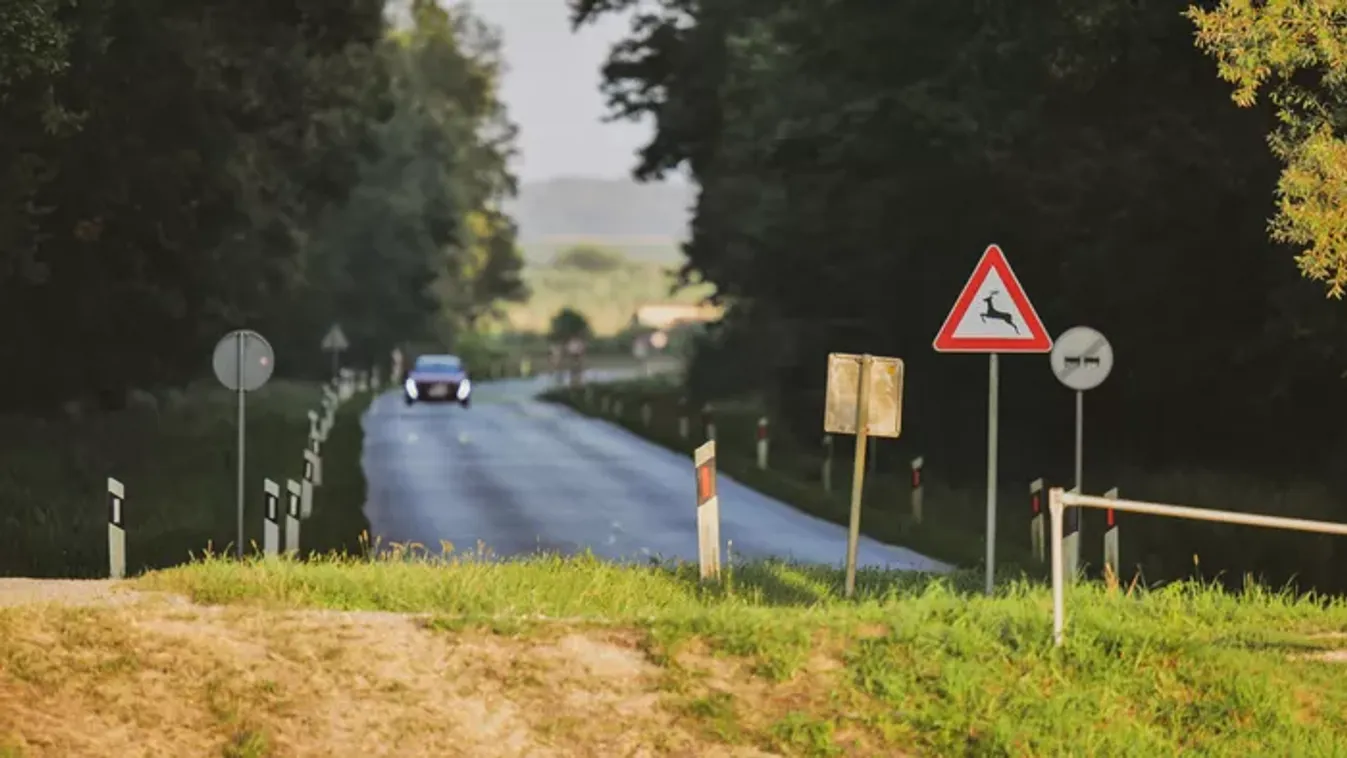Pánik a 7-es úton: Korcsolyázó szarvascsorda bénította meg a balatoni forgalmat! – Megszólal a vadász! - Videó