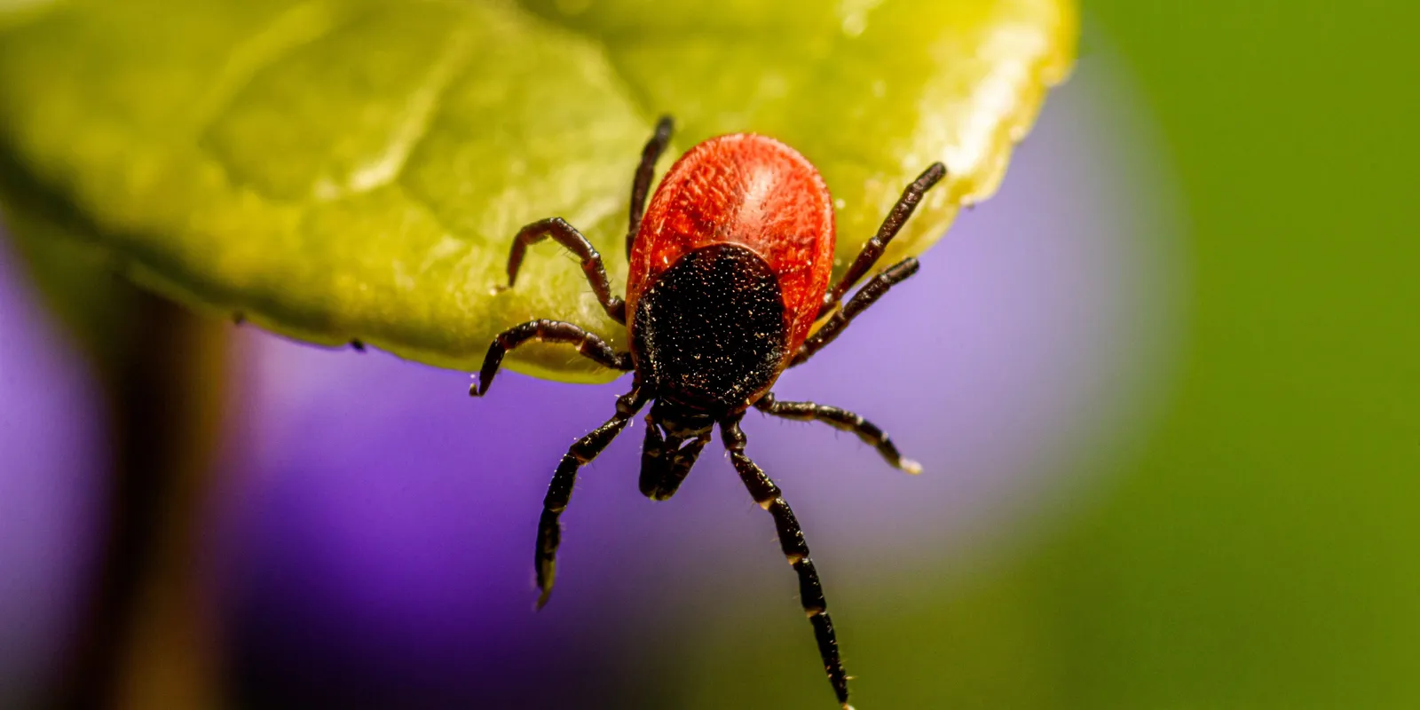 Kullancsszezon: nem szabad kidobni az élősködőt