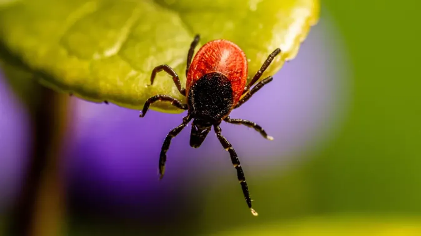 Ne szabadulj meg a kullancstól azonnal – akár életbevágó információt is adhat