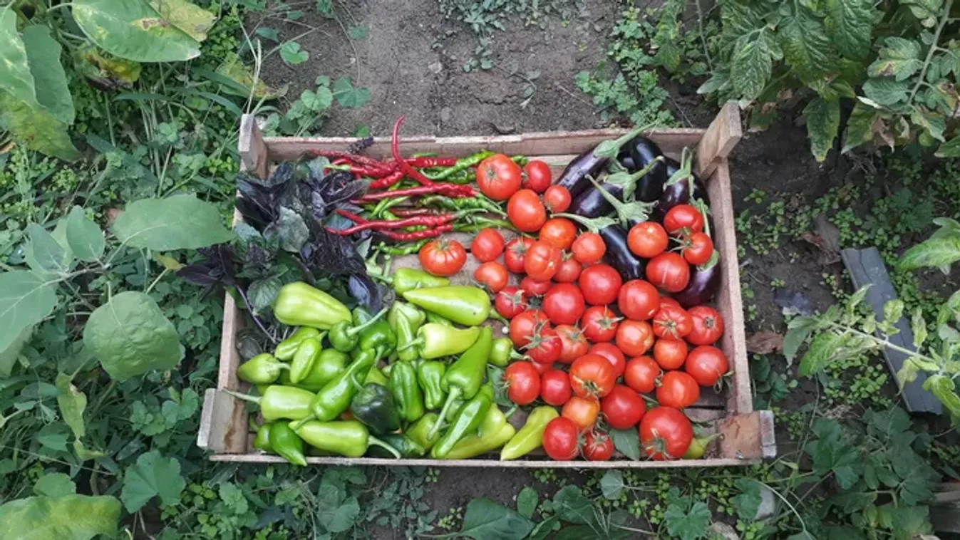 Vilmos napja eldönti: bőség, vagy ínség vár ránk!