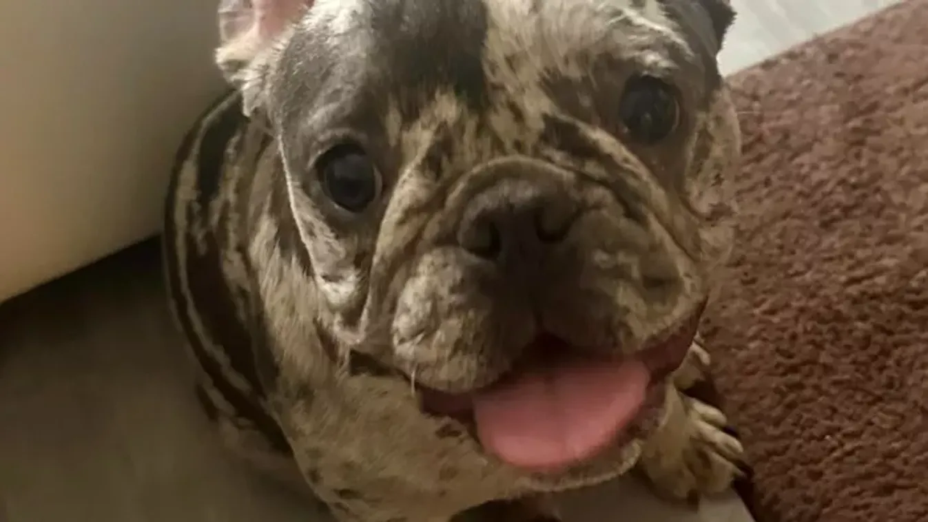 Már biztonságban van Donna, akit a gazdája rendszeresen bántalmazott