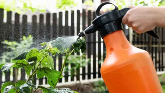 Máris támadnak a levéltetvek, ettől a trükktől meghátrálnak