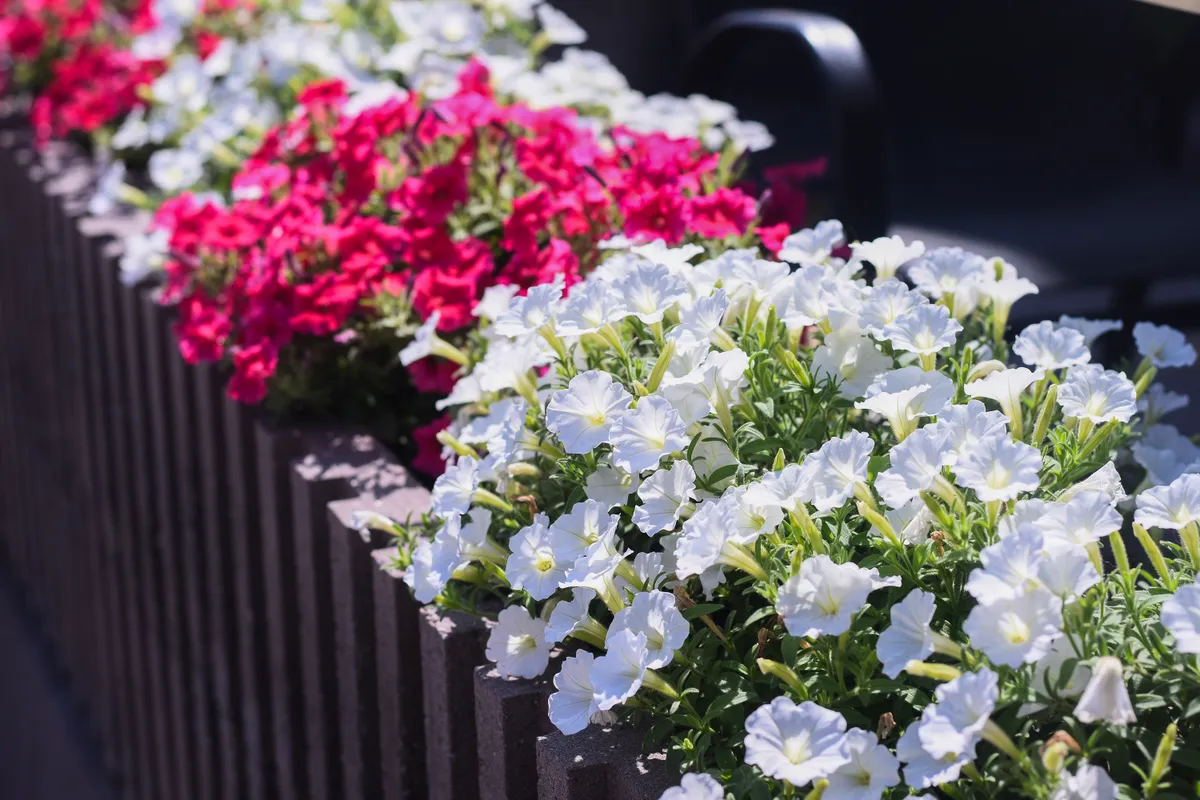 Muskátli helyett petúnia Colorful,Petunia,Flowers,In,Vibrant,Pink,And,White,,Blooming,In