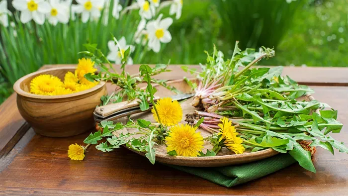 Lépésről lépésre: így készíts a pitypangból gyógyító csodát