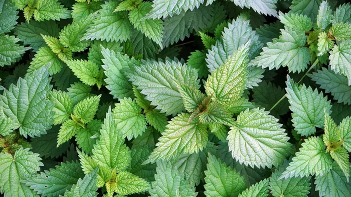 Most terem a csalán, mutatjuk, mire tudod felhasználni