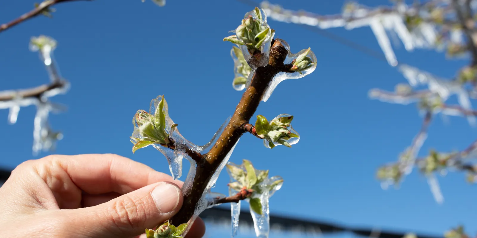 Fagymentő kisokos: hogyan óvjuk meg a növényeket?