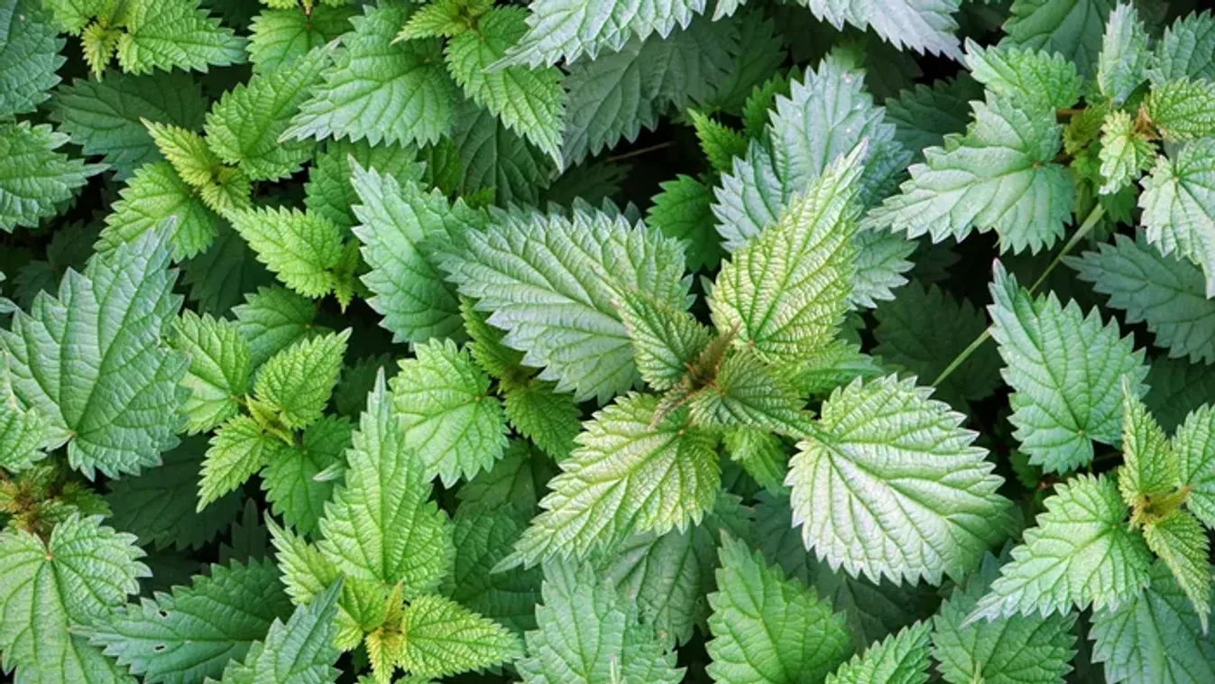 Most terem a gyógyító erejű csalán, mutatjuk, mire tudod felhasználni