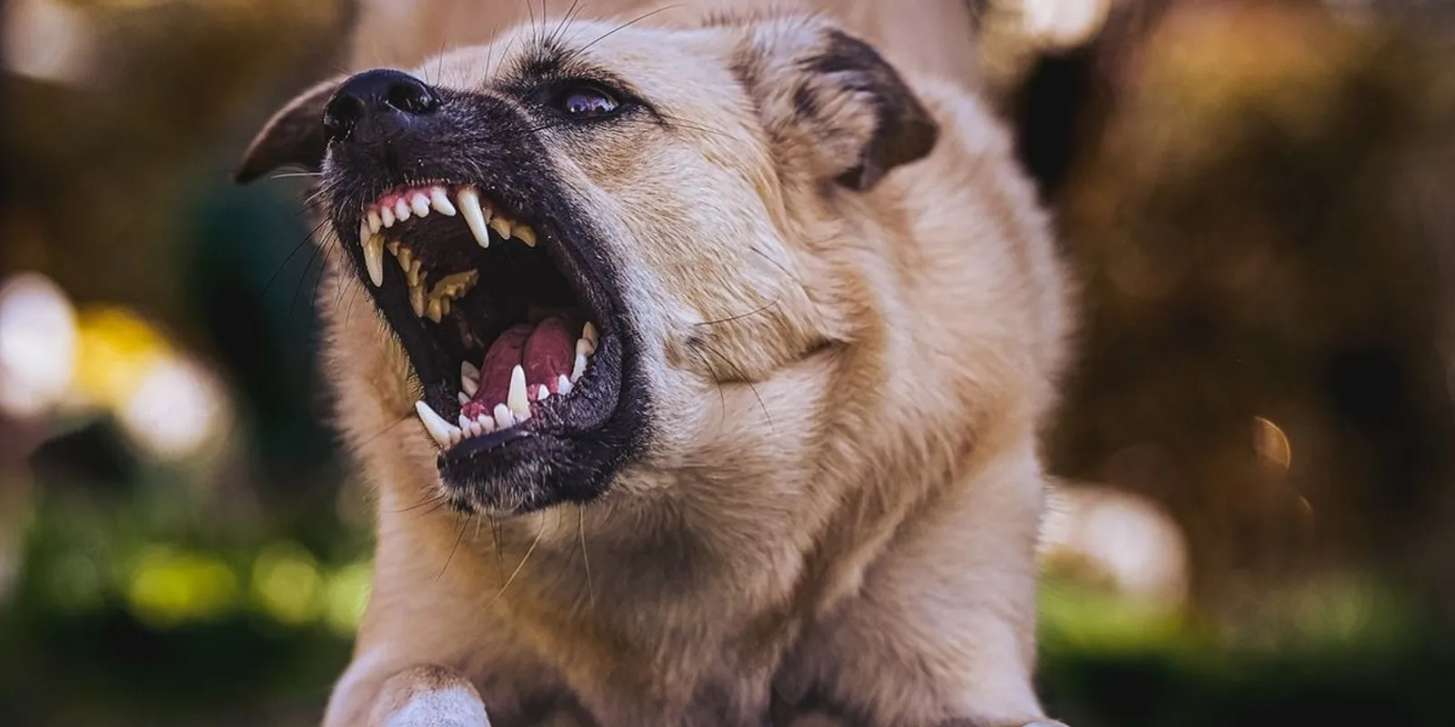 Végzetes kutyatámadás: A semmiből csapott le