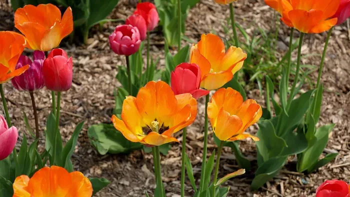 Ez kell tenned a tulipánnal, ha elvirágzott