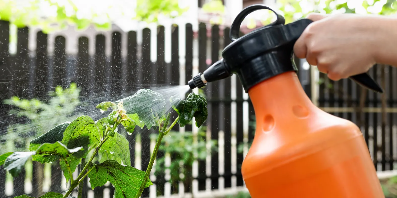 Máris támadnak a levéltetvek, ettől a trükktől meghátrálnak