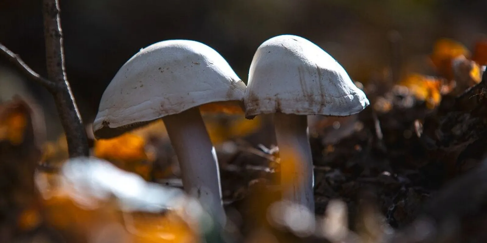 Indul a tavaszi gombaszezon: erre figyelj!