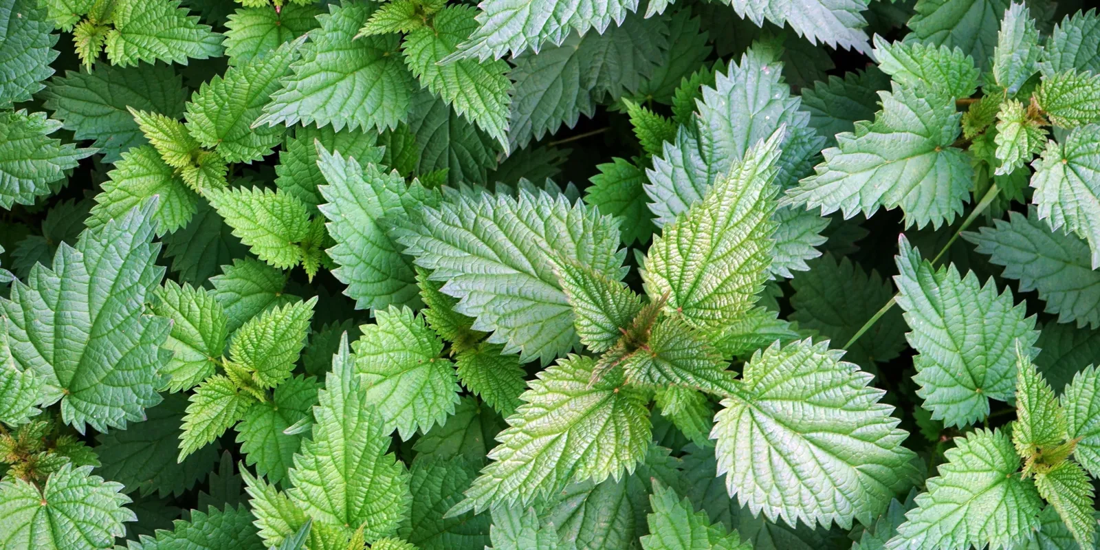 Most terem a csalán, mutatjuk, mire tudod felhasználni