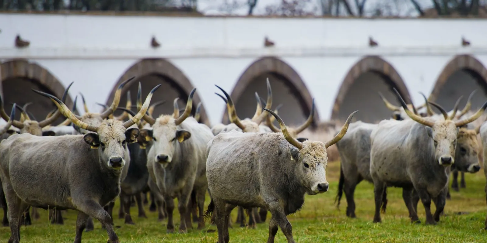 Ez a nap eldöntheti a jövődet: mit hoz Szent György napja?