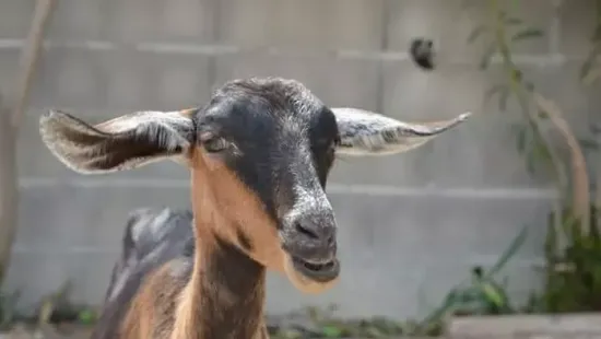 Franciaország: kecskékkel fajtalankodott egy afgán migráns