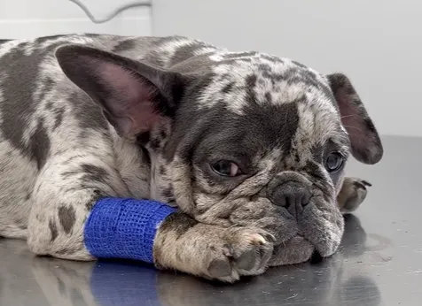 összevert francia buldog