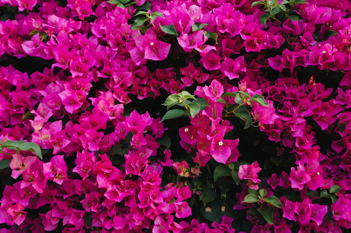 Muskátli helyett: murvafürt Beautiful,Magenta,Bougainvillea,Paper,Flowers,In,Colorful,Color,(bougainvillea,Glabra