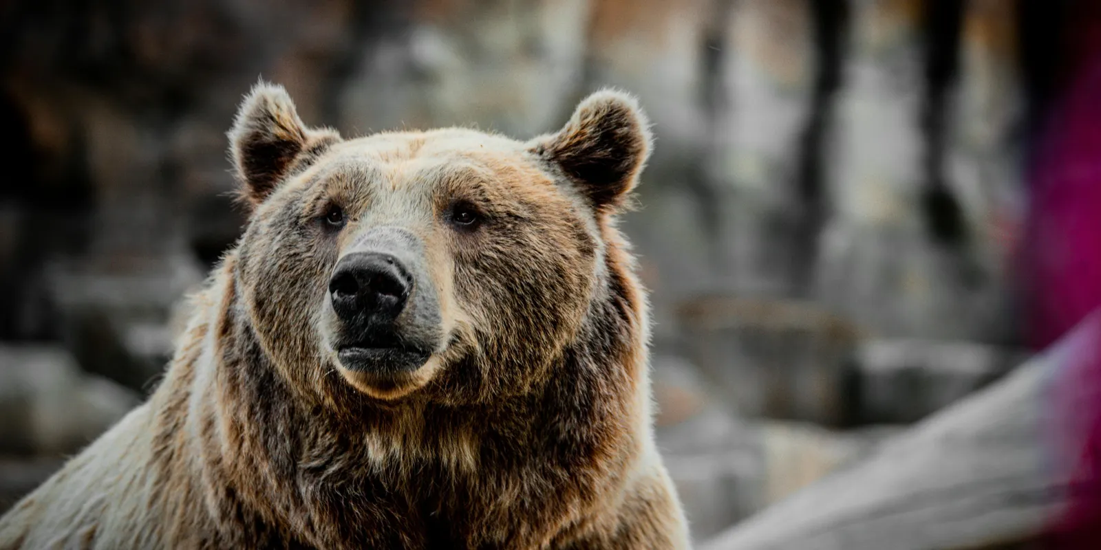 Újabb borsodi faluban bukkant fel egy barnamedve