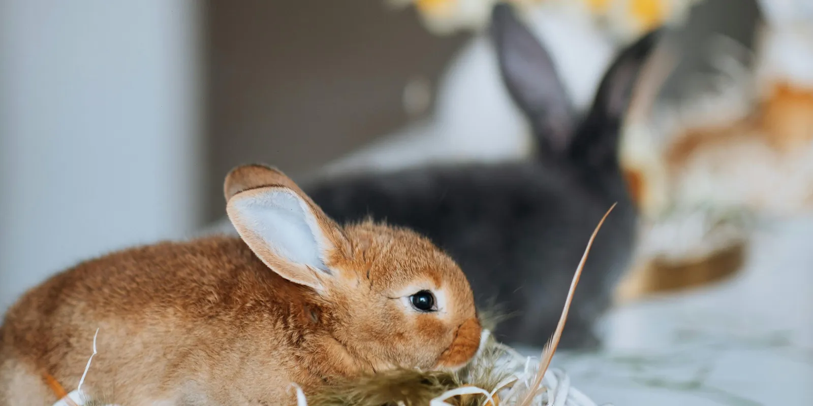 Ennek a három csillagjegynek balszerencsét hoz a nyuszi