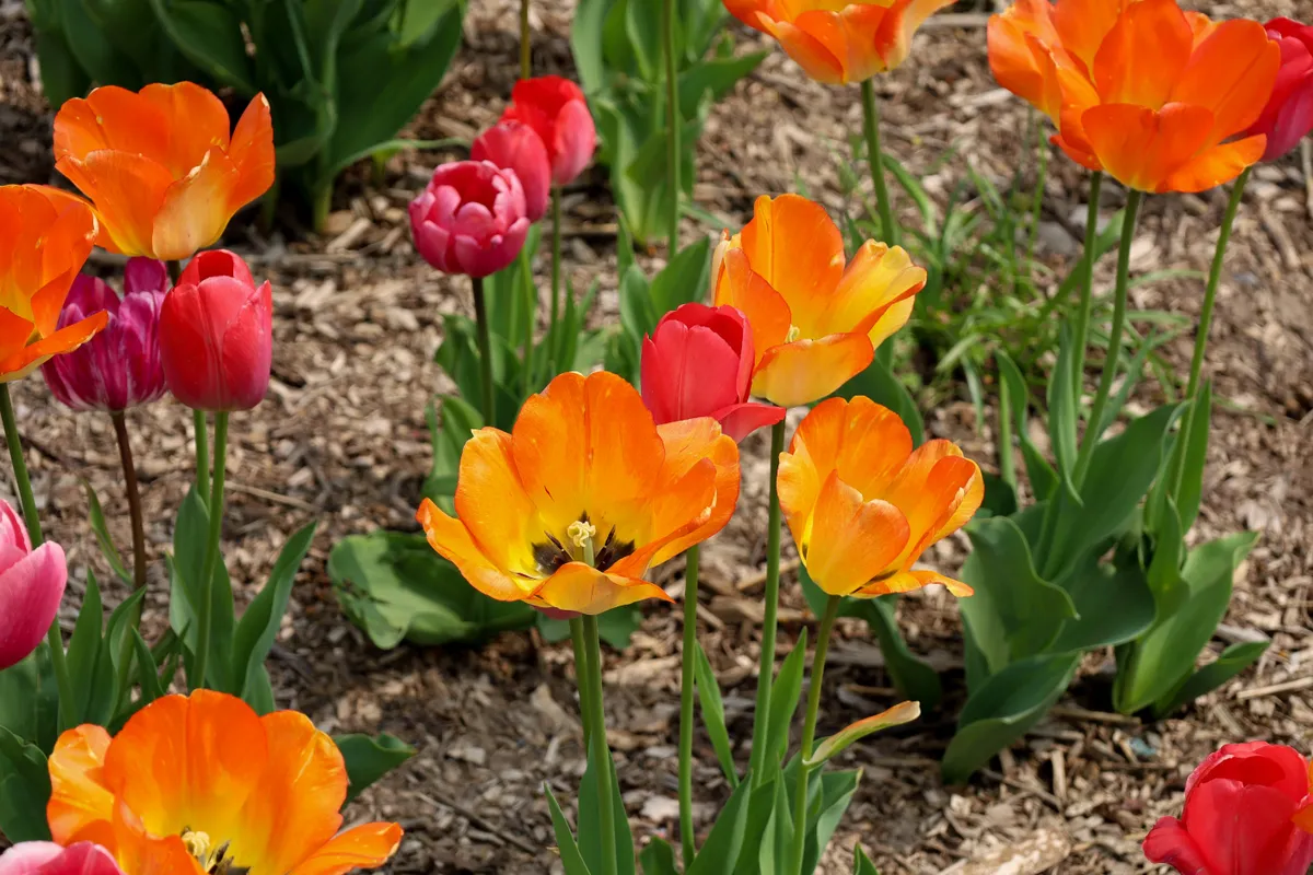 Tulipán elvirágzás után: még ne vágd le a leveleket!