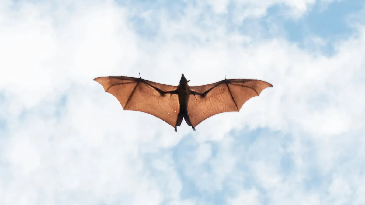 Veszettséggel fertőzött denevér okozott riadalmat egy egyetemi területen