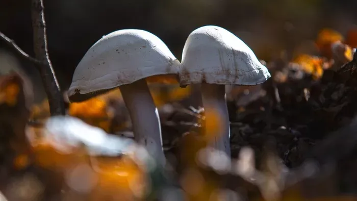 Indul a tavaszi gombaszezon: erre figyelj!