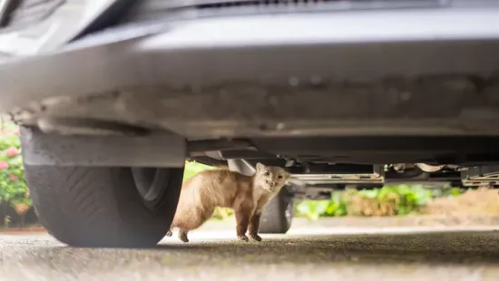 Harapós rágcsálók a motortérben: így lehet védekezni a nyestek ellen!