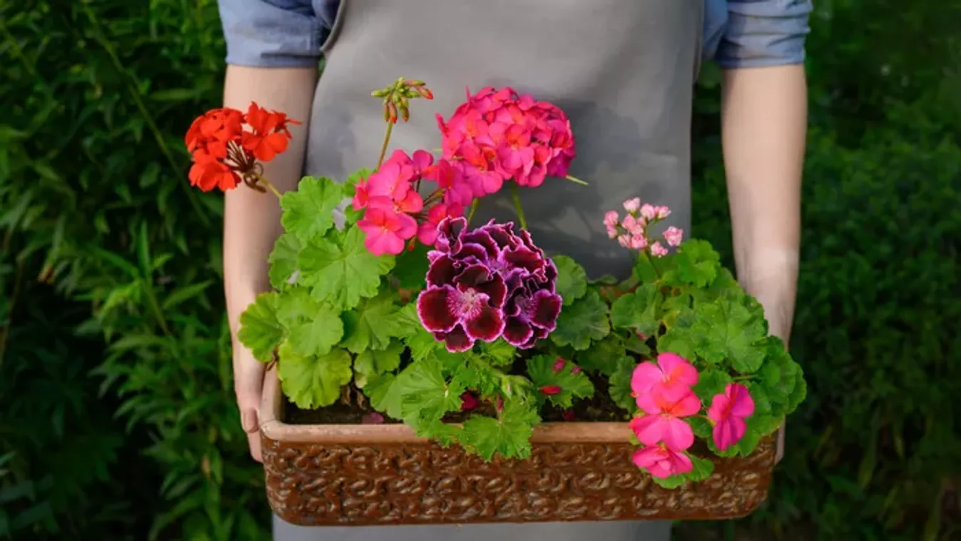 Mikor vidd ki a muskátlit tavasszal a kertbe? Itt a válasz!