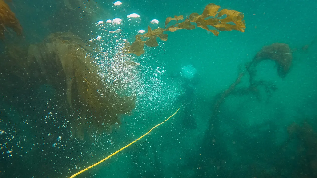 Különös arany gömböt találtak a tenger mélyén